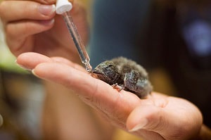 hand-feeding-baby-birds-syringe