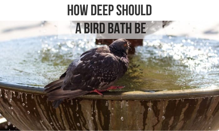 how deep should a bird bath be