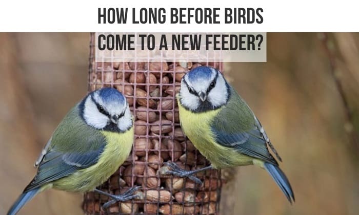 how long before birds come to a new feeder
