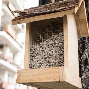 how-long-does-it-take-for-birds-to-find-a-bird-feeder