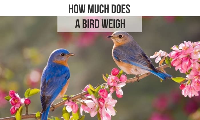 How Much Does a Bird Weigh? – Average Bird Weight Facts