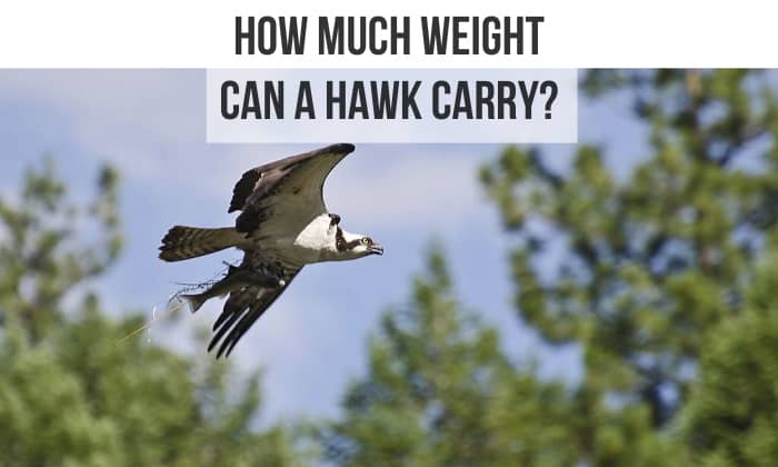 how much weight can a hawk carry