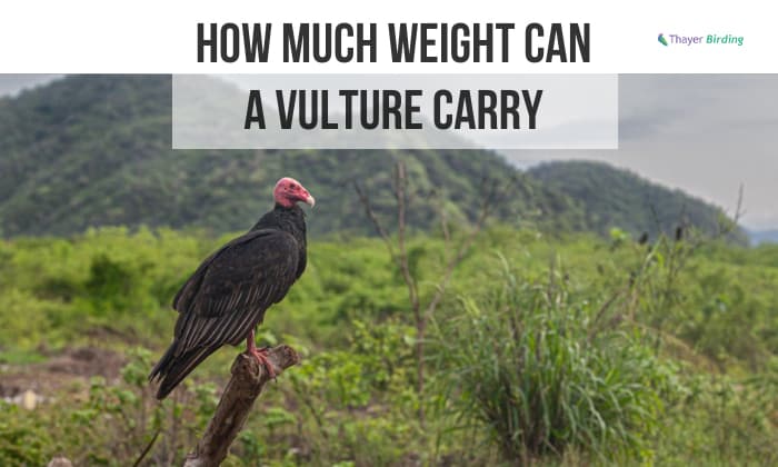 how much weight can a vulture carry