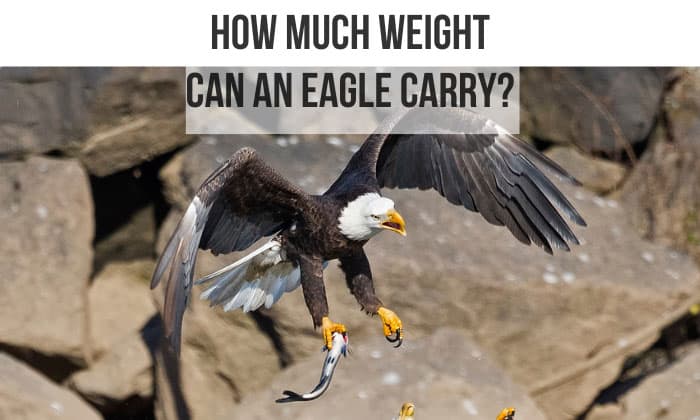 how much weight can an eagle carry