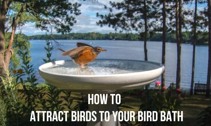 how to attract birds to your bird bath
