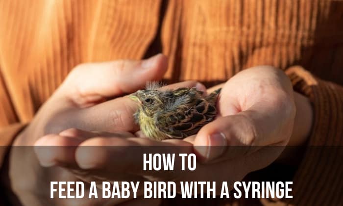 How to Feed a Baby Bird With a Syringe? – 6 Important Steps