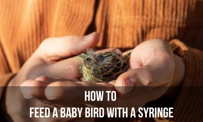 how to feed a baby bird with a syringe