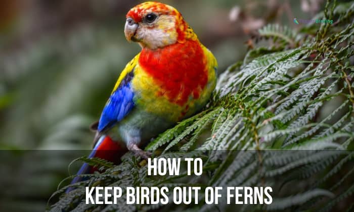 How to Keep Birds Out of Ferns? – 5 Effective Methods