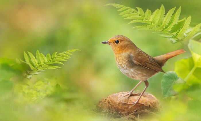 keep-robins-away