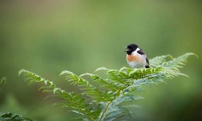 keeping-birds-out-of-garden