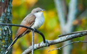 male-cuckoo-bird