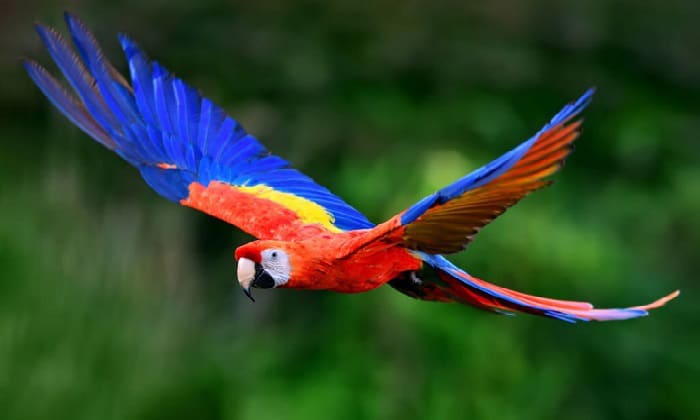 parakeets-have-teeth