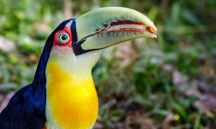 parrots-have-teeth