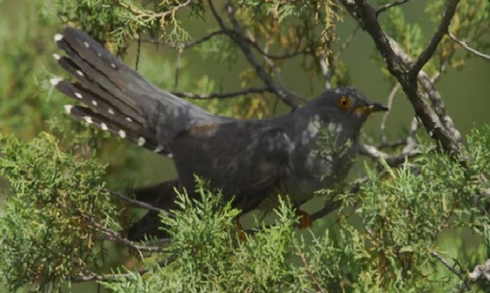 picture-of-cuckoo-bird