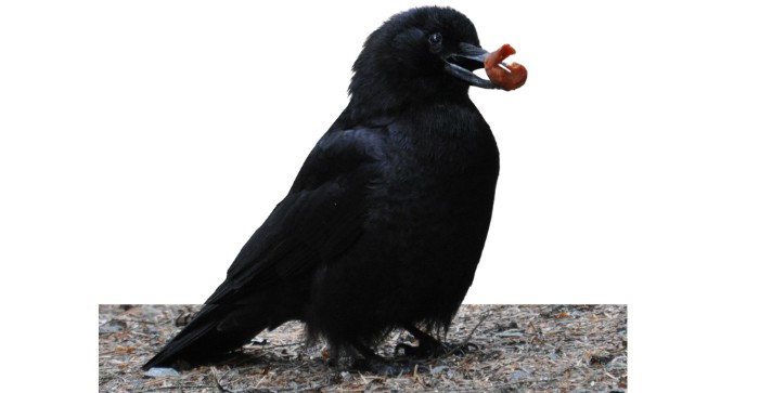 ravens-like-to-eat
