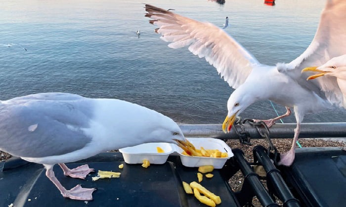 seagulls-exploding-alka-seltzer-video