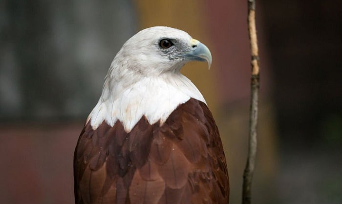 weight-can-a-bald-eagle-carry