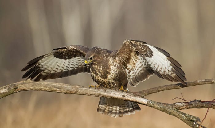 weight-can-a-hawk-lift