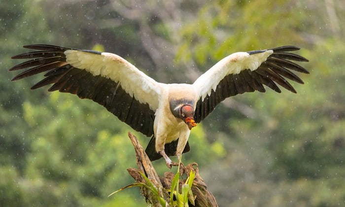 weight-can-a-turkey-vulture-carry