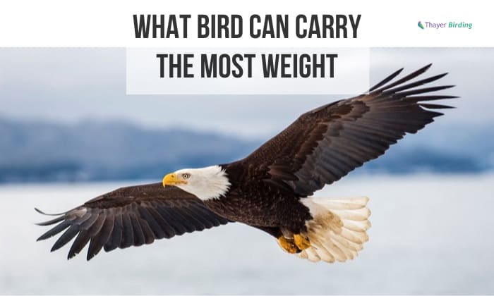 what bird can carry the most weight
