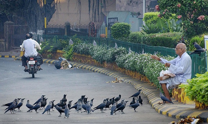 what-do-ravens-eat-in-the-wild