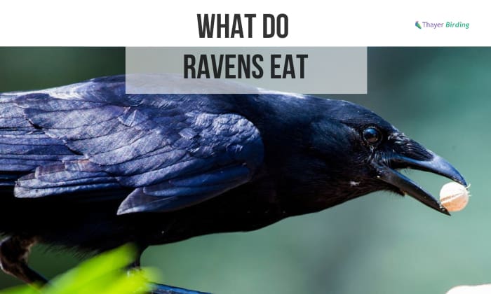 What Do Ravens Eat? – Ravens Diet and Foraging