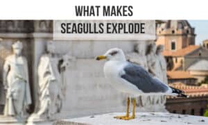 what makes seagulls explodes