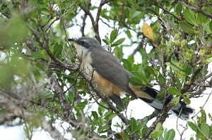 where-are-cuckoo-birds-found