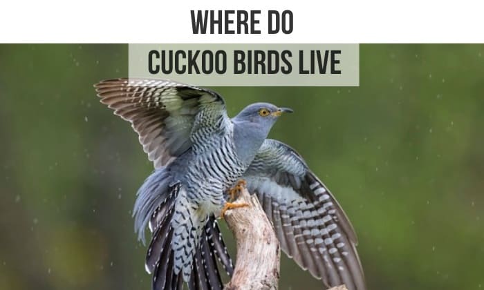 where do cuckoo birds live