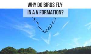 why do birds fly in a v formation