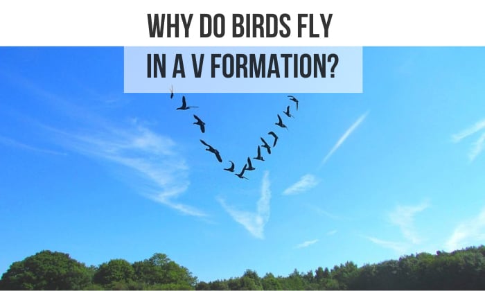 why do birds fly in a v formation