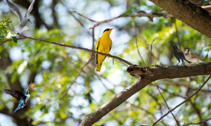 American-goldfinch