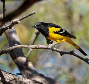 Large-yellow-bird-with-black-wings