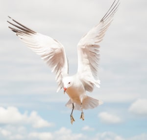 a-white-bird-symbolize