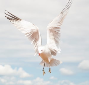 a-white-bird-symbolize
