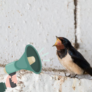 barn-swallow-prevention