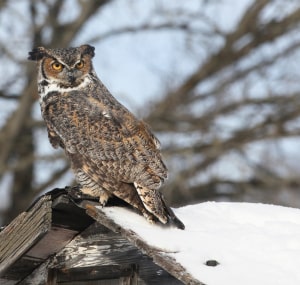 barred-owl-sounds