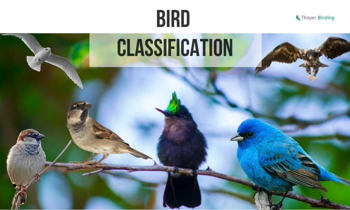 bird classifications