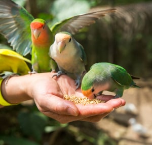 bird-dancing-to-cell-phone