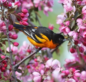 bird-is-yellow-with-a-black-head