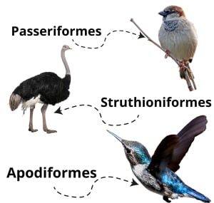 bird-lower-classifications