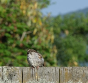 bird-self-grooming