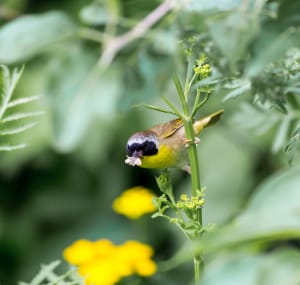 bird-with-yellow-body-and-black-wings