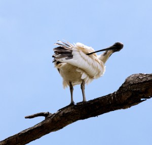 birds-clean-themselves