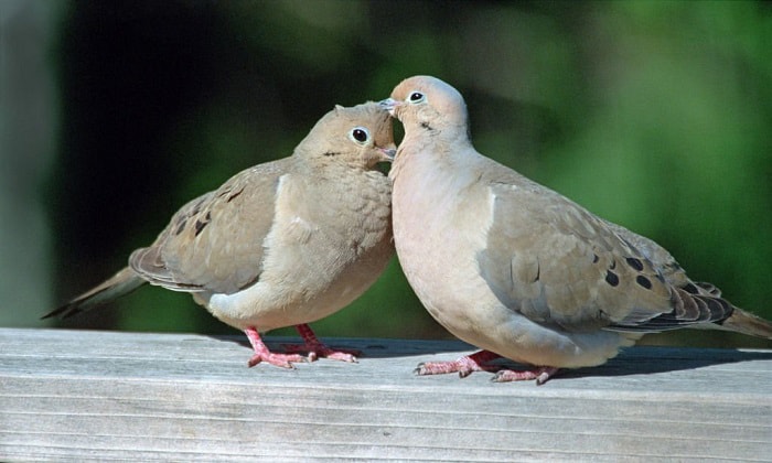 birds-preening-each-other