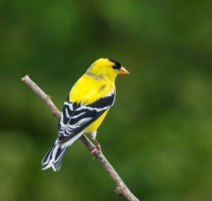 bright-yellow-bird-with-black-wings
