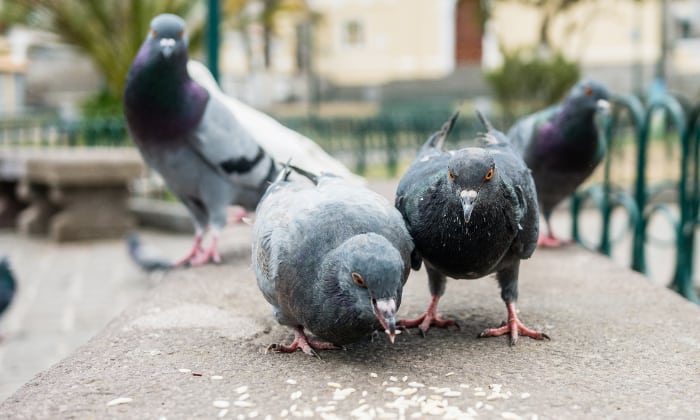 can-birds-eat-rice