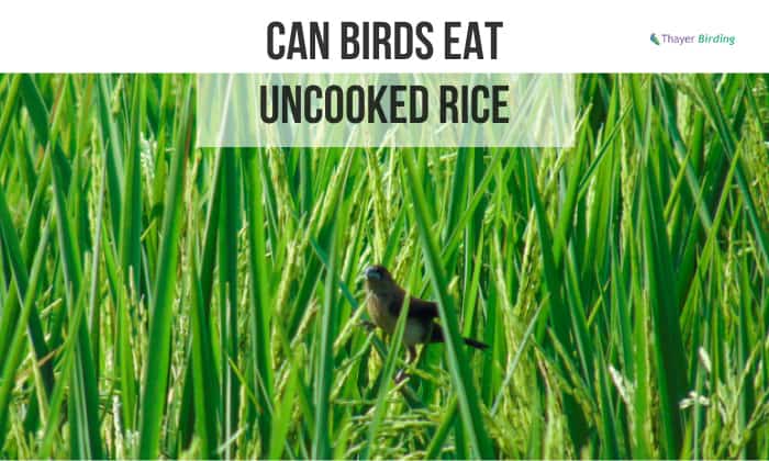 can birds eat uncooked rice
