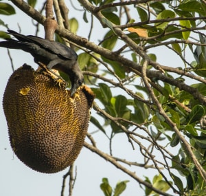 crow-favorite-food