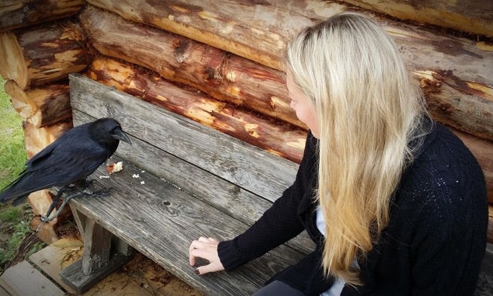 crows-eat-bread